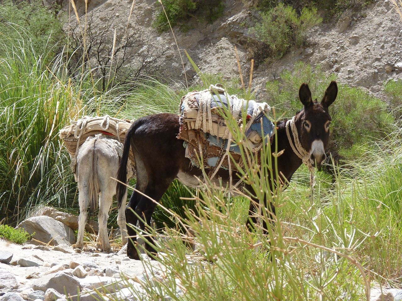 donkey